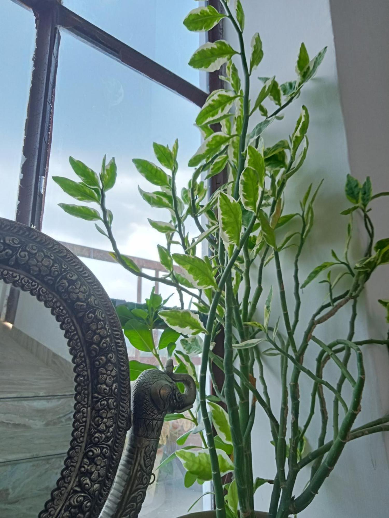 Cocoon Auberge Jaipur Ngoại thất bức ảnh